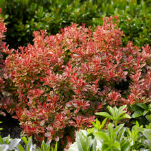 Load image into Gallery viewer, Admiration Barberry Shrub