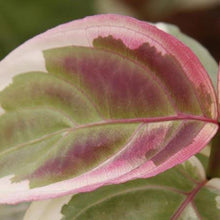 Load image into Gallery viewer, Akatsuki Dogwood