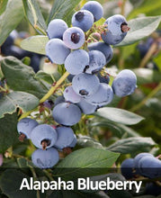 Load image into Gallery viewer, 3-in-1 Blueberry Bush (Southern Highbush)