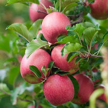 Load image into Gallery viewer, 4-in-1 Apple Surprise Tree