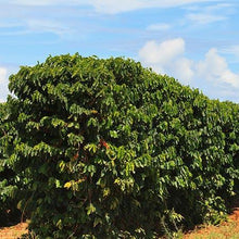 Load image into Gallery viewer, Arabica Coffee Plant - USDA Organic