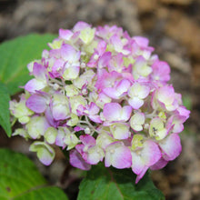Load image into Gallery viewer, Bloomstruck Hydrangea Shrub