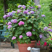 Load image into Gallery viewer, Bloomstruck Hydrangea Shrub
