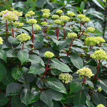 Load image into Gallery viewer, Bloomstruck Hydrangea Shrub