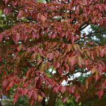 Load image into Gallery viewer, Blue Ray Kousa Dogwood