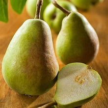 Load image into Gallery viewer, Bartlett Pear Tree