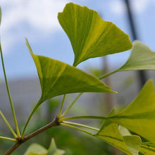 Load image into Gallery viewer, Beijing Gold Ginkgo Tree