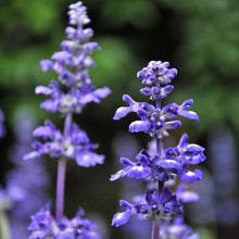Load image into Gallery viewer, Big Time Blue Lavender