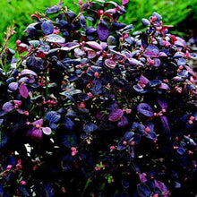 Load image into Gallery viewer, Bushel and Berry® Peach Sorbet™ Blueberry Bush