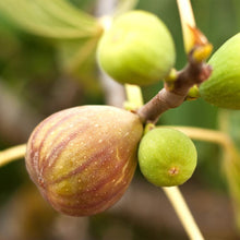 Load image into Gallery viewer, Brown Turkey Fig Tree