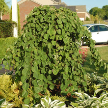Load image into Gallery viewer, Cascading Hearts Redbud Tree