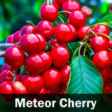 Load image into Gallery viewer, 4-in-1 Cherry Tree