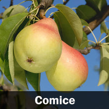 Load image into Gallery viewer, 4-in-1 Pear Tree