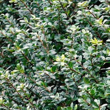 Load image into Gallery viewer, Compacta Japanese Holly Shrub