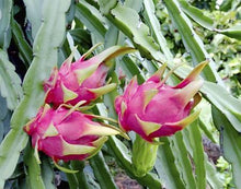 Load image into Gallery viewer, Dragon Fruit Cactus - USDA Organic