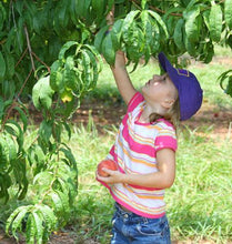 Load image into Gallery viewer, Elberta Peach Tree