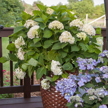 Load image into Gallery viewer, Blushing Bride® Hydrangea Shrub