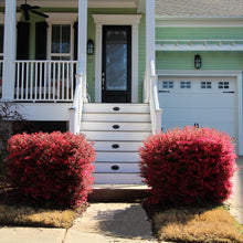 Load image into Gallery viewer, 'Ever Red' Loropetalum