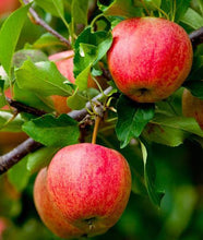 Load image into Gallery viewer, Fuji Apple Tree