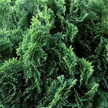 Load image into Gallery viewer, Dwarf Hinoki Cypress Tree