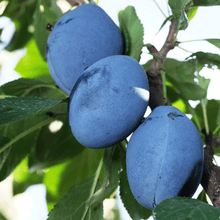 Load image into Gallery viewer, 4-in-1 Plum Surprise