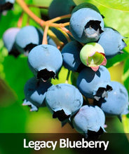 Load image into Gallery viewer, 3-in-1 Blueberry Bush (Northern Highbush)