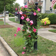 Load image into Gallery viewer, Alice du Pont Mandevilla Shrub