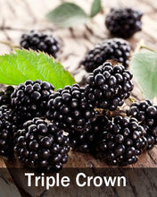 Load image into Gallery viewer, 3 in 1 Thornless Blackberry
