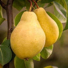 Load image into Gallery viewer, 3-in-1 Pear Surprise Tree