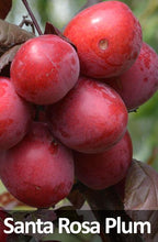Load image into Gallery viewer, 3-in-1 Plum Tree