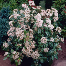 Load image into Gallery viewer, Spring Bouquet Viburnum