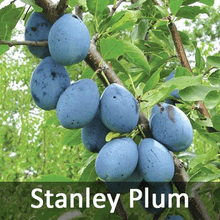 Load image into Gallery viewer, 5-in-1 Plum Tree