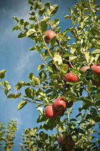 Load image into Gallery viewer, Fuji Apple Tree - USDA Organic
