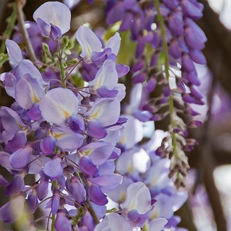Amethyst Falls Wisteria Vine – shopgirlscrew3b.com