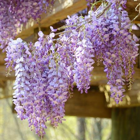 Amethyst Falls Wisteria Vine – shopgirlscrew3b.com