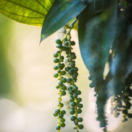 black pepper for jade plant Black Pepper Plant – shopgirlscrew3b.com