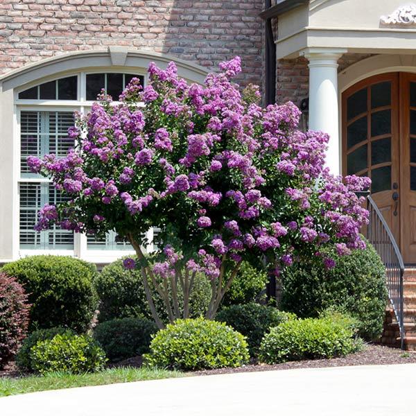 Flowering myrtle clearance