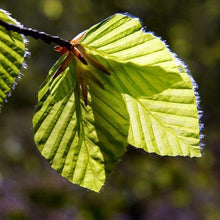 Load image into Gallery viewer, Drake Elm Tree
