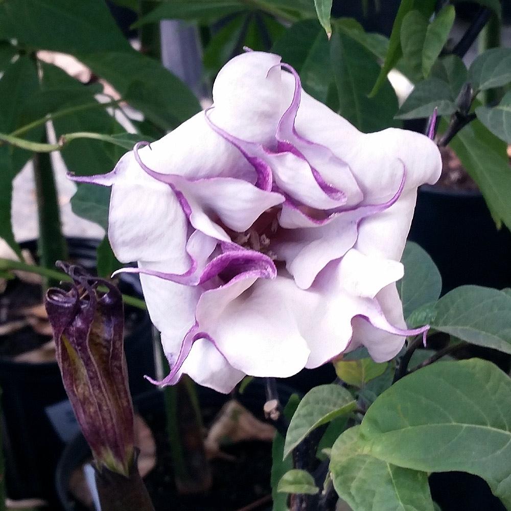 Devil's Trumpet Plant – shopgirlscrew3b.com