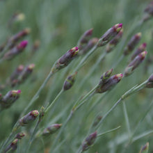 Load image into Gallery viewer, Firewitch Dianthus Plant
