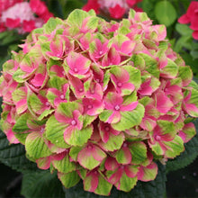 Load image into Gallery viewer, Everlasting® Amethyst Hydrangea Shrub
