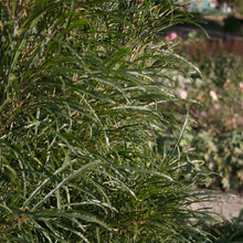 Load image into Gallery viewer, Fine Line® Buckthorn Shrub
