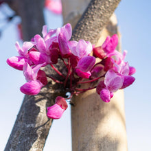 Load image into Gallery viewer, Flame Thrower® Redbud Tree
