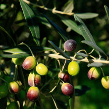 Load image into Gallery viewer, Frantoio Olive Tree

