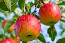 Load image into Gallery viewer, Fuji Apple Tree - USDA Organic
