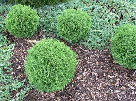 Hetz Midget Thuja Shrub – shopgirlscrew3b.com