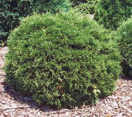 Hetz Midget Thuja Shrub – shopgirlscrew3b.com