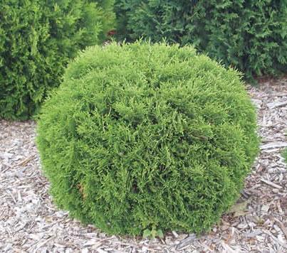 Hetz Midget Thuja Shrub – shopgirlscrew3b.com