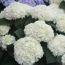 Load image into Gallery viewer, Everlasting® Bride White Hydrangea Shrub
