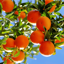 Load image into Gallery viewer, Kinnow Mandarin Tree
